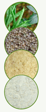 Guar Gum Splits – Refined Guar Gum Splits Manufacturer