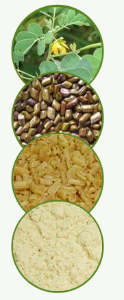 Cassia Gum Powder (Cassia Tora Powder)