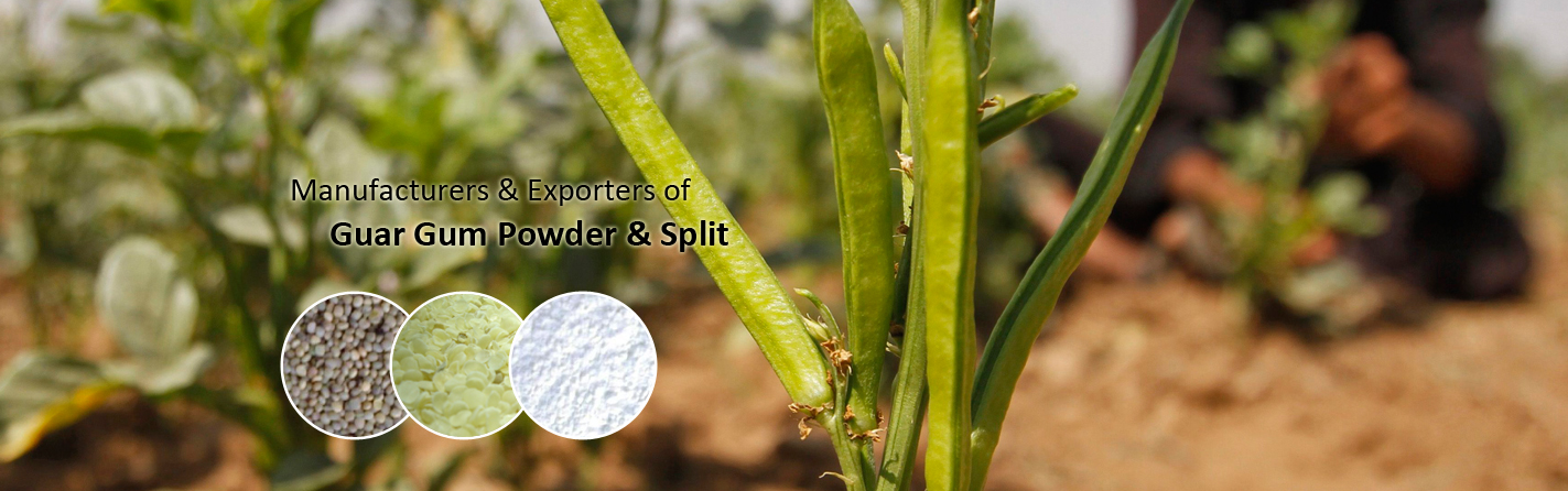 Manufacturer & Exporter of Guar Gum Powder & Split