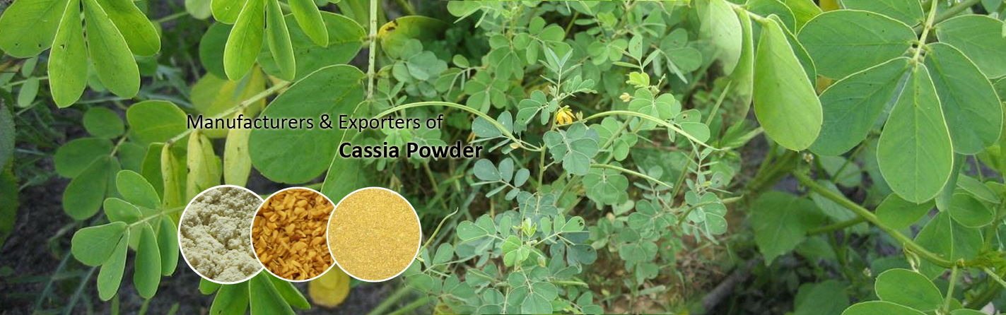Manufacturers & Exporters of Cassia Powder